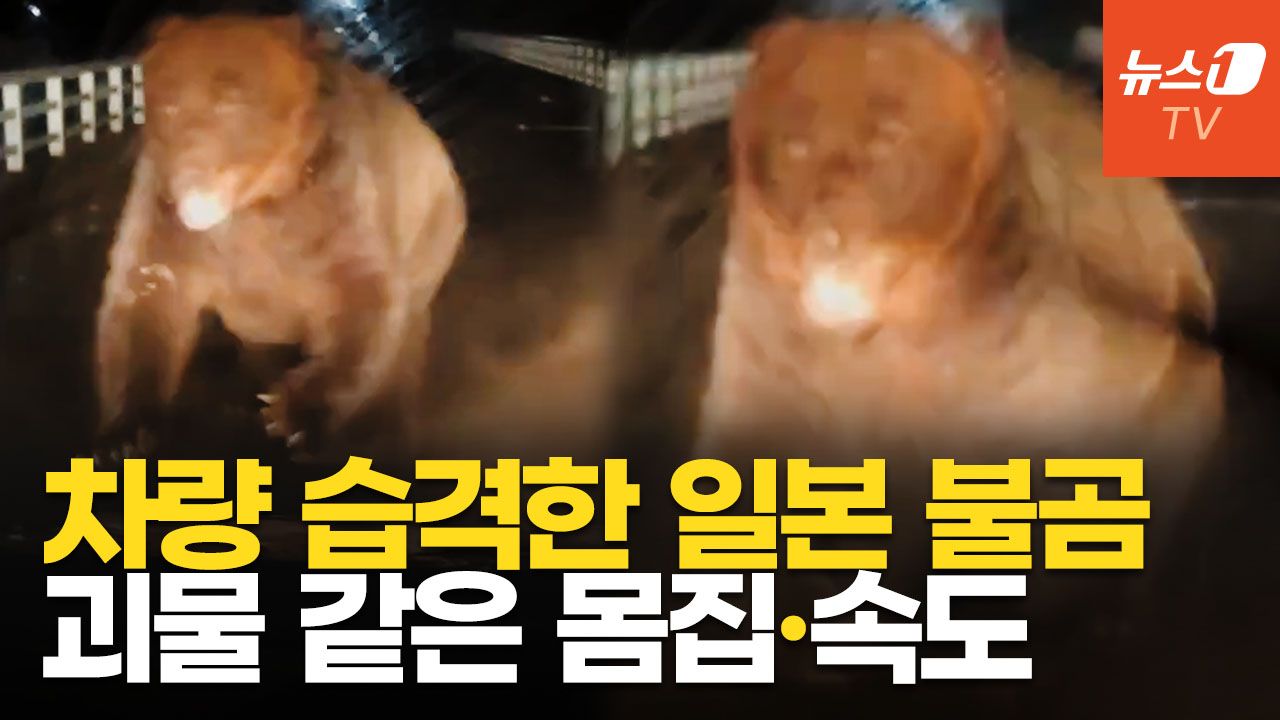 연관비디오 - 일본 불곰, 입 벌린 채 달려들어 공격…도심에 적응한 곰들, 사람 노린다