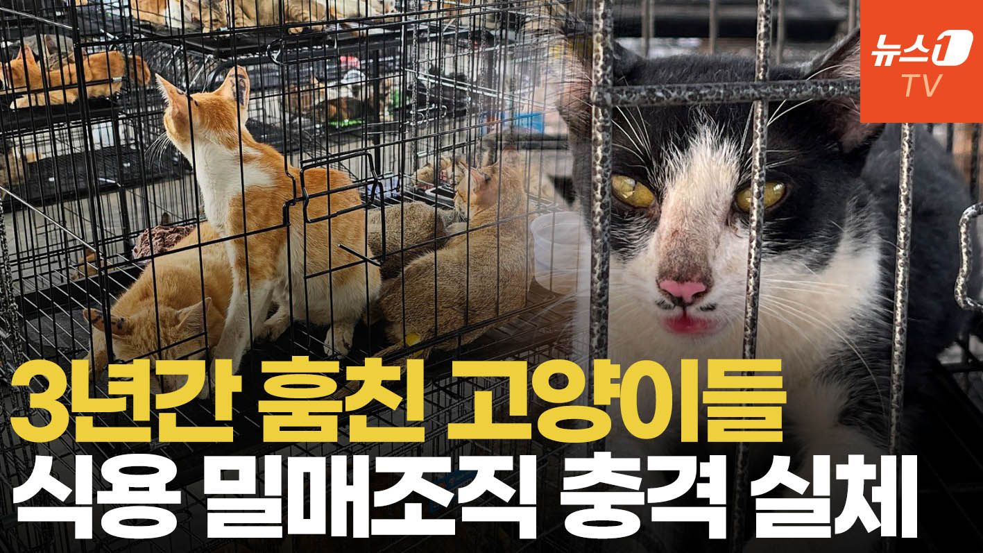 연관비디오 - 사라진 반려묘들의 비극…베트남서 고양이 식용 밀매조직 적발