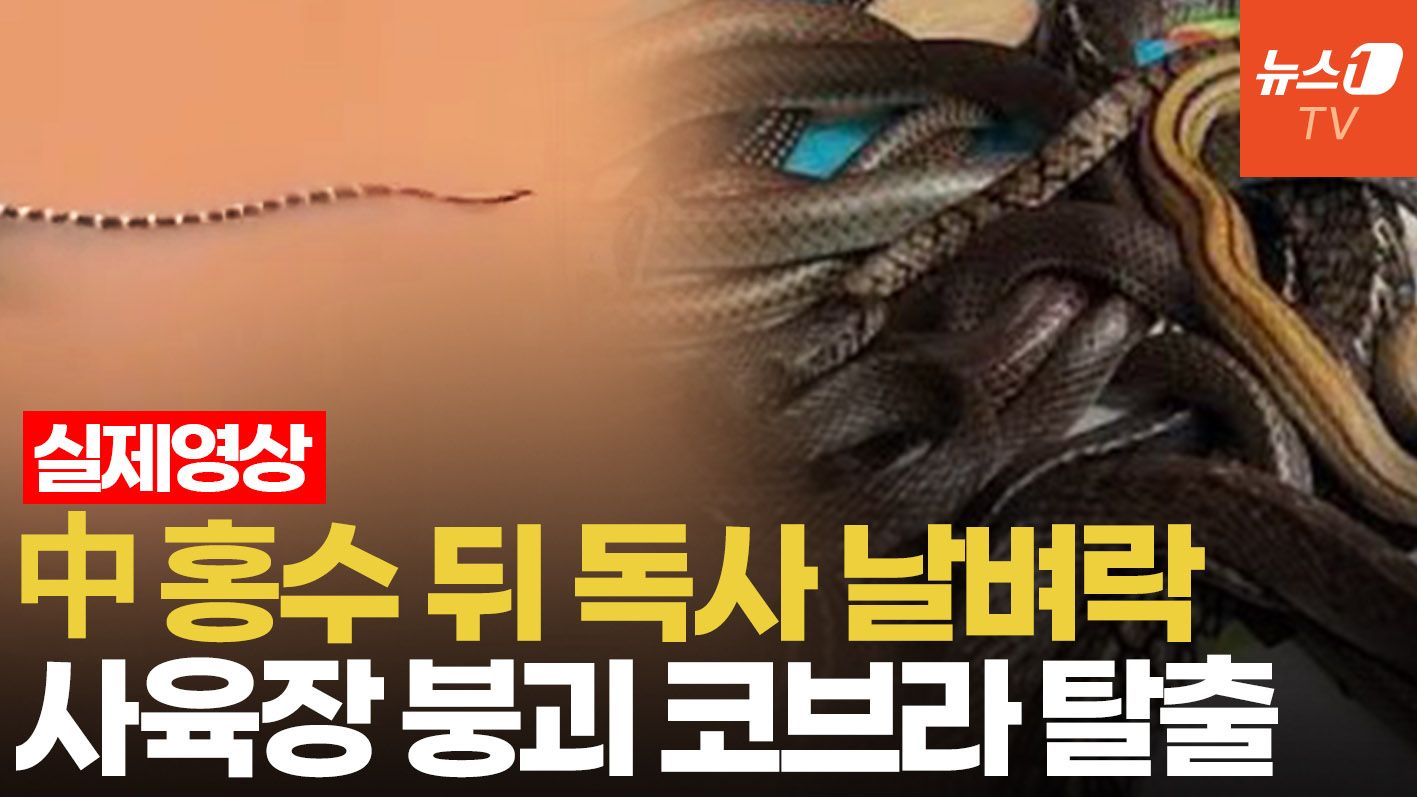 연관비디오 - 中 기록적 폭우에 뱀 사육장 초토화…코브라 독사 공포에 벌벌 떠는 중국