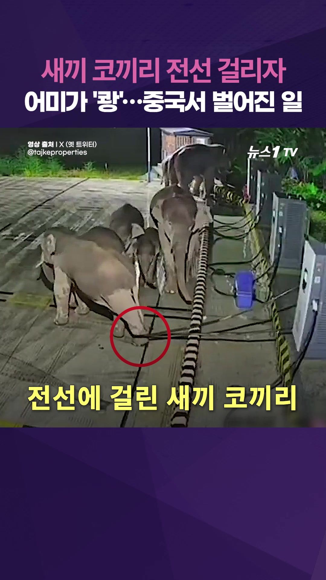 연관비디오 - 새끼 코끼리 전선 걸리자 어미가 그대로 '쾅'