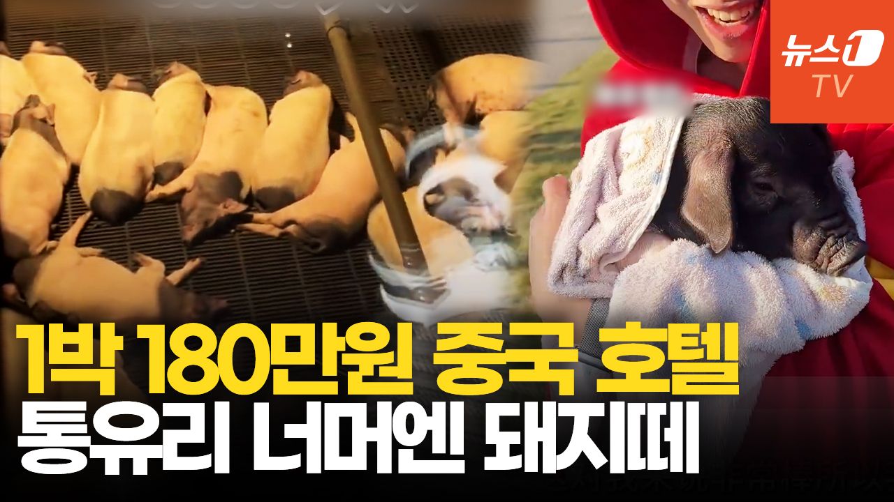 연관비디오 - 돼지와 하룻밤…1박에 180만원 중국 숙소는 어디?