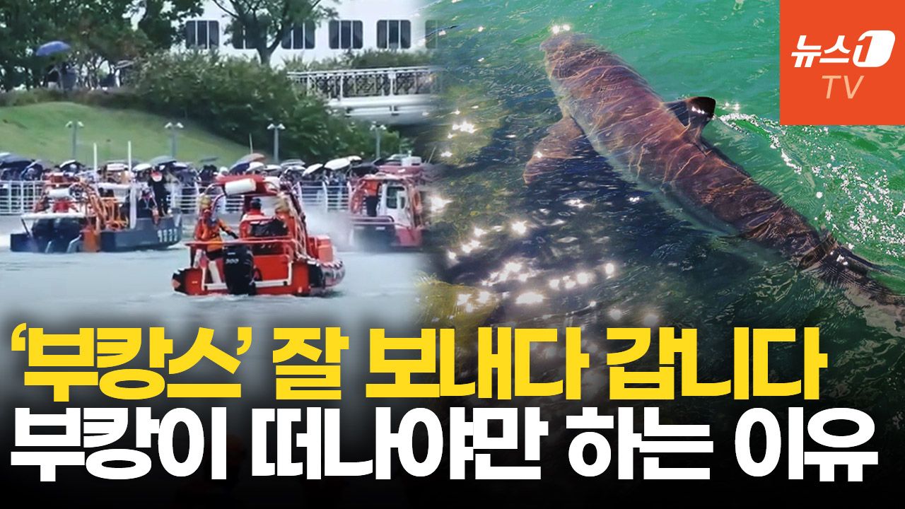 연관비디오 - '국민 상어' 부캉이 바다로 떠나는 날…내보내는 이유 있다