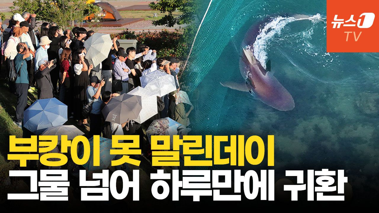 연관비디오 - "니 와 또 왔노?" 부산에 눌러앉은 부캉이…80만 인기 업고 이 기회에 돔구장까지?