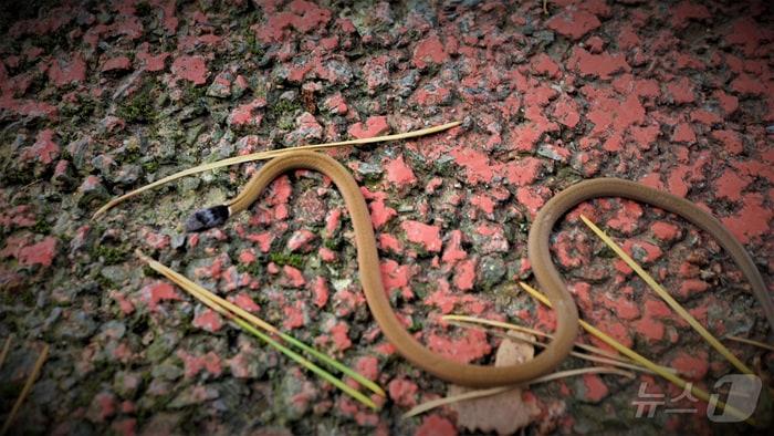 비바리뱀(한라산연구소 제공)/뉴스1