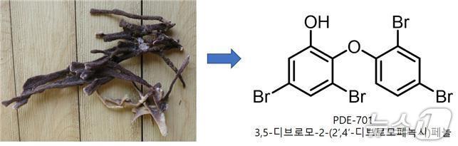 본문 이미지 - PDE701 분리에 사용된 해면과 화학구조(한국해양과학기술원 제공)