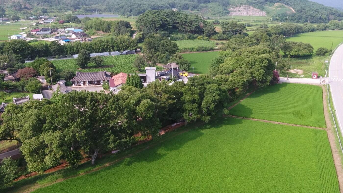 고창 삼태마을숲 항공촬영 전경(국가유산청 제공)