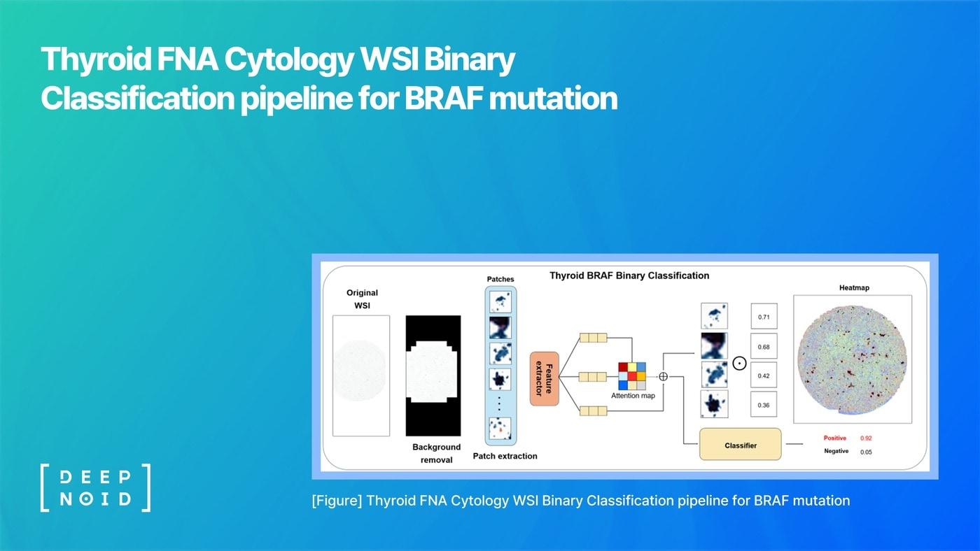 본문 이미지 - 갑상선 세침흡인세포검사(FNA) 세포 디지털 이미지를 이용해 BRAF 돌연변이를 분류하는 과정. (딥노이드 제공)