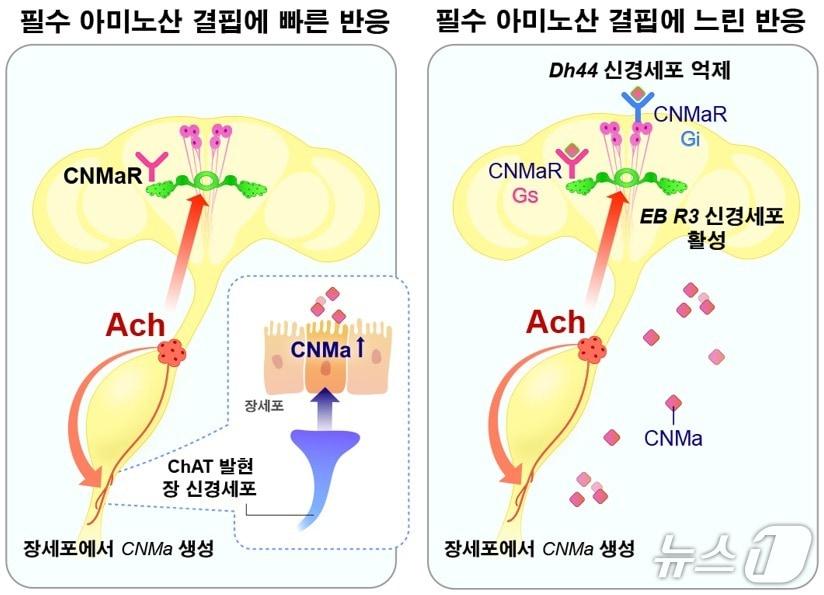 본문 이미지 - 필수 아미노산 결핍에 대응하는 장-뇌 축의 조절 메커니즘. 장신경을 통한 빠른 반응과 CNMa 호르몬을 통한 느린 반응이 함께 작동해 필수 아미노산 섭취 행동을 조절한다. 2026.05.22/뉴스1 (과학기술정보통신부 제공)