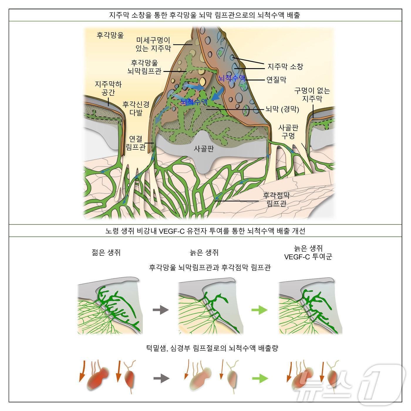 본문 이미지 - 뇌척수액 배출 경로와 노화에 따른 변화를 나타낸 모식도. 뇌척수액은 후각망울 주변의 '지주막 소창'을 통과해 뇌막과 코 안 림프관을 거쳐 목 림프절로 이동한다. 노화하면 림프관과 배출 통로가 줄지만, 생쥐 실험에서는 코 안에 'VEGF-C' 유전자를 투여해 배출 기능을 회복시켰다. (기초과학연구원 제공)