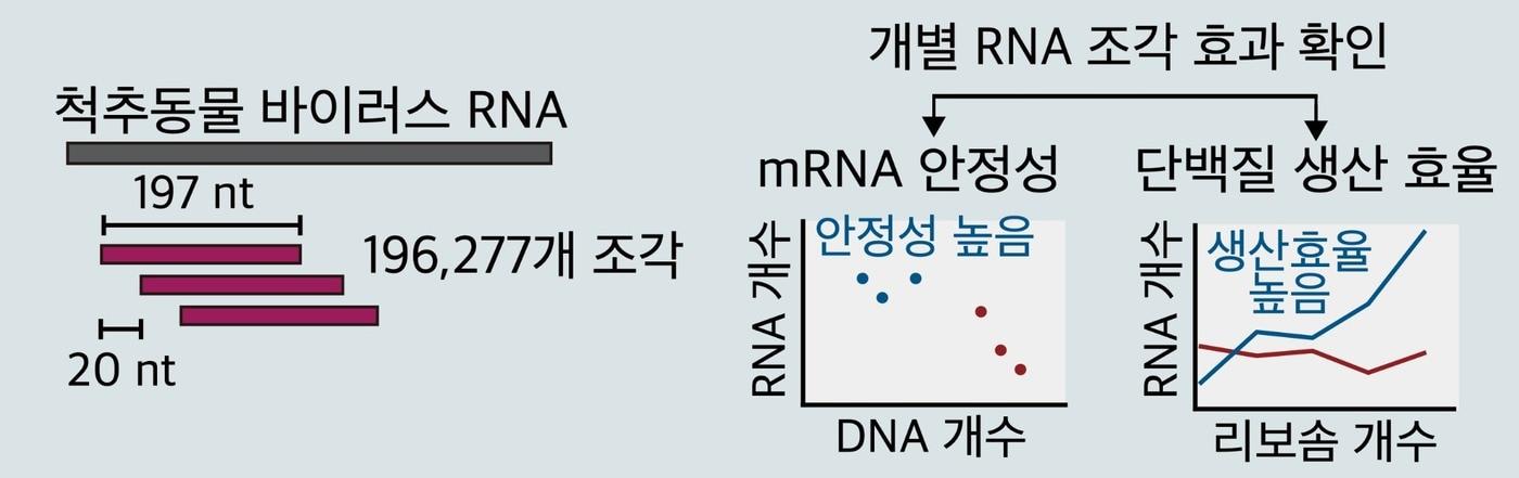 본문 이미지 - 바이러스 RNA 조각의 기능을 대규모로 분석하는 과정. 연구진은 척추동물 감염 바이러스 337종의 유전체를 약 20만개의 RNA 조각으로 나눈 뒤 각각이 mRNA의 안정성과 단백질 생산에 미치는 영향을 비교했다. (기초과학연구원 제공. 재판매 및 DB금지)