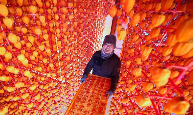 곶감축제에 선보일 함양고종시 곶감